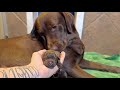 1 Day Old Chocolate Lab Puppies!