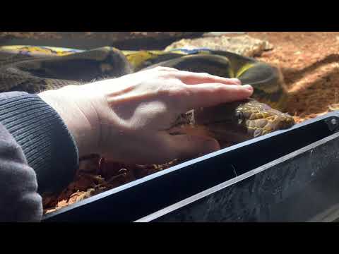 Dancing with Retics 04/2023