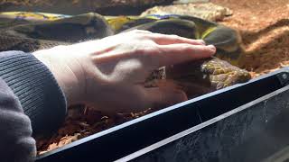 Dancing with Retics 04/2023
