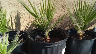 Almost 1 year old California Fan Palm ( Washingtonia Filifera ) March 1st!