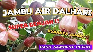 Jambu Air Dalhari Super Genjah