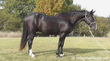 Roy***For info, price, etc., go to our website*** ValleyViewRanch.net