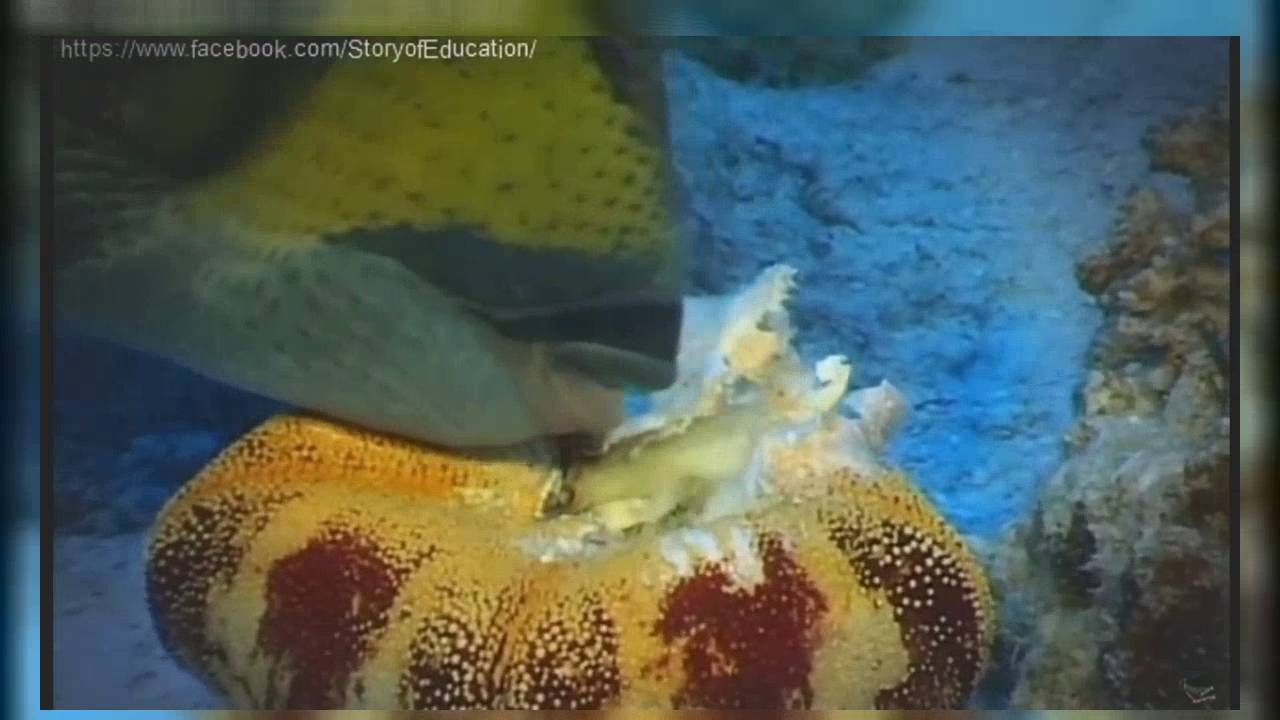 Coral Reef Documentary Life On The Coral Reef The Greatness Of
