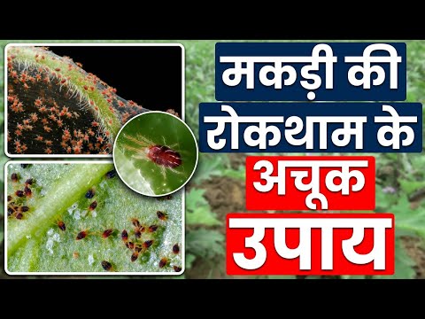 वीडियो: आम मकड़ी नियंत्रण: बगीचों में मकड़ियों के लिए उपचार