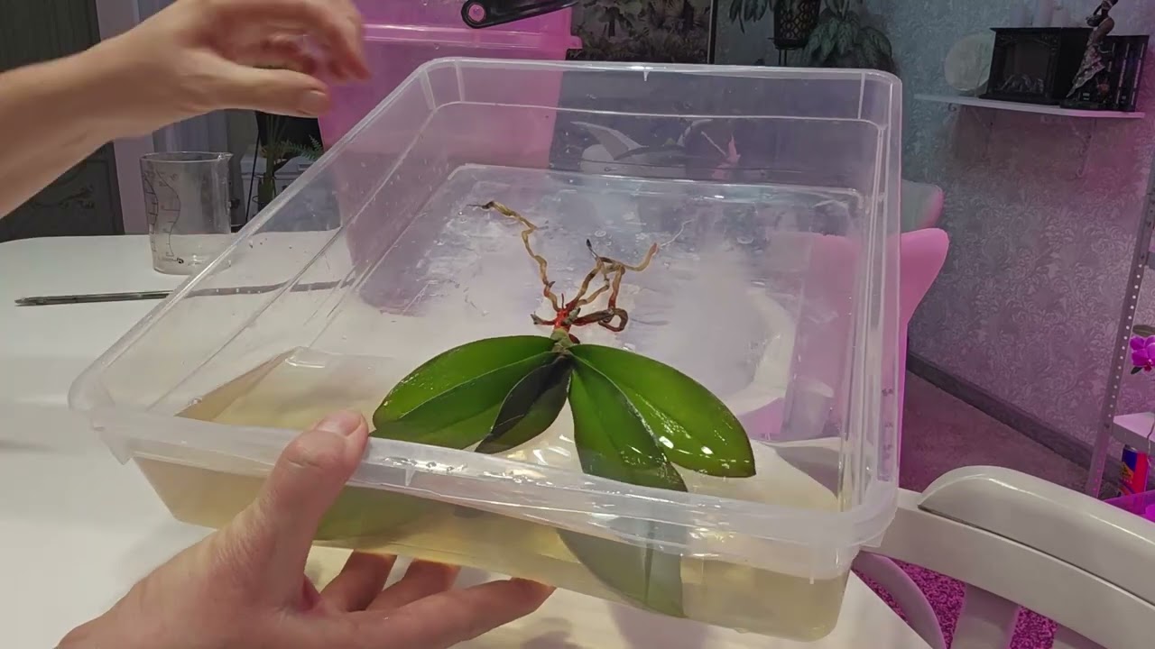 Полив орхидей и собачка после операции.