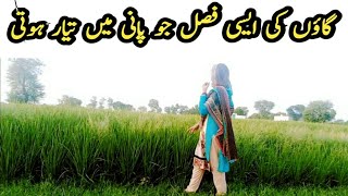Village Life in Pakistan | Pakistani Punjab Village Life | Rural life pakistan | Punjab Lifestyle
