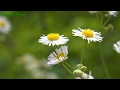 Relax Beautiful Flowers ~ Planet Earth Amazing Nature Scenery & Relax Music-relaxing flower music