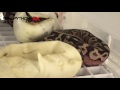 BALL PYTHON BABIES IN THE EGG!