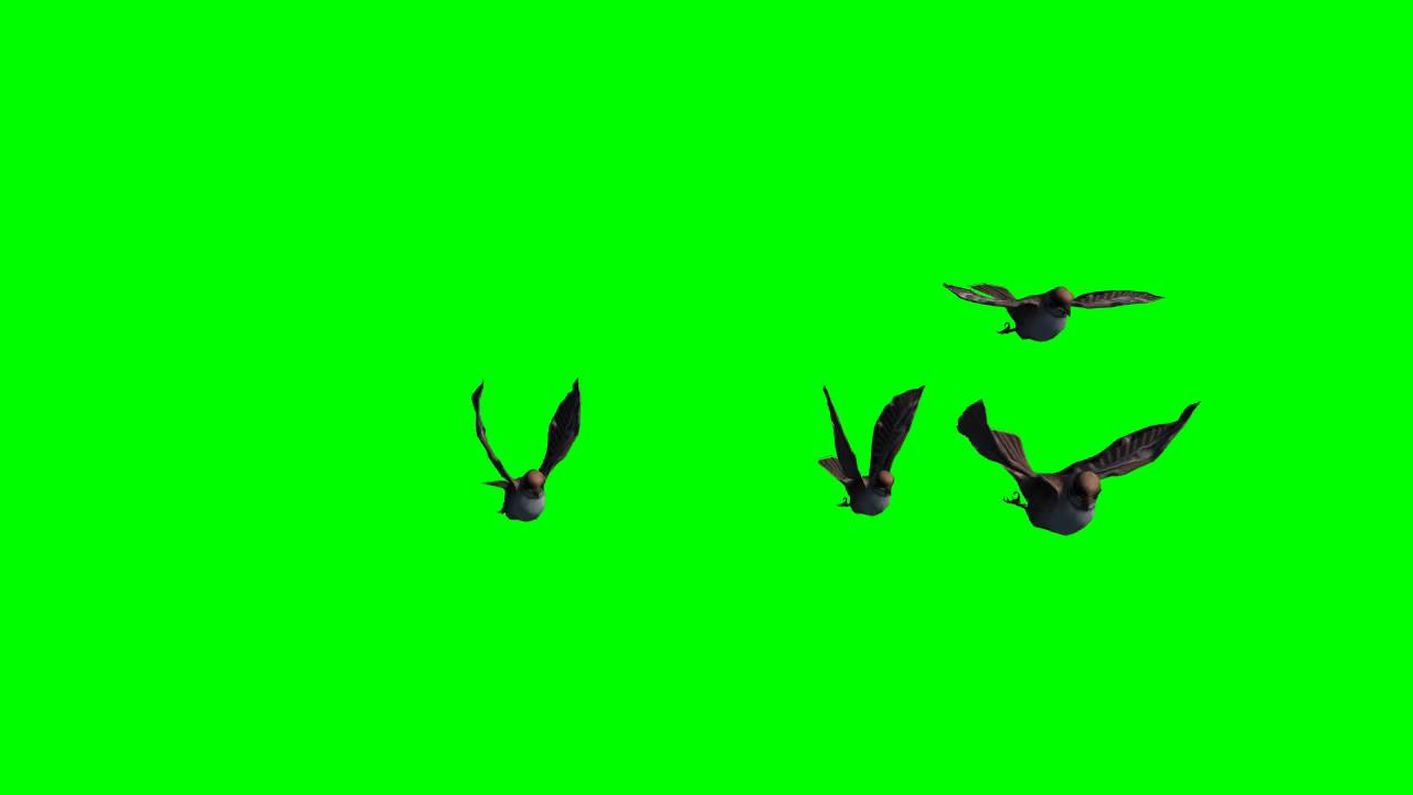 Birds In Flight Free Green Screen Effects YouTube