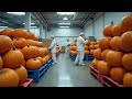 Inside the Pumpkin Factory (Full Process) – How Pumpkin Juice Becomes a Million-Dollar Product
