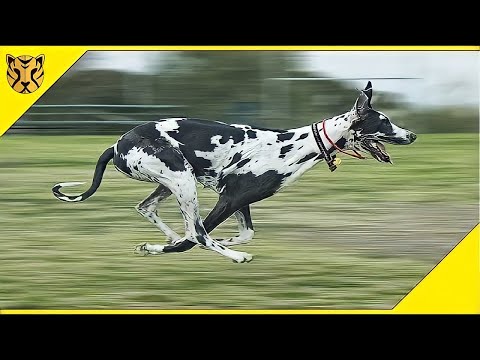 Video: 10 Jenis Anjing Tercepat Teratas