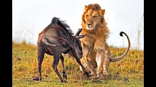 Caza Del León Ñu Recién Nacido - Ñus  Rescate Newborn From Lion