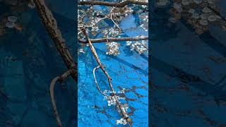Download Mp3 Bee bathing. ππ¦ Vibrating water, no wind, just bee frequency! β¨βΊοΈ Gudang lagu Download Mp3 Bee bathing. ππ¦ Vibrating water, no wind, just bee frequency! β¨βΊοΈ