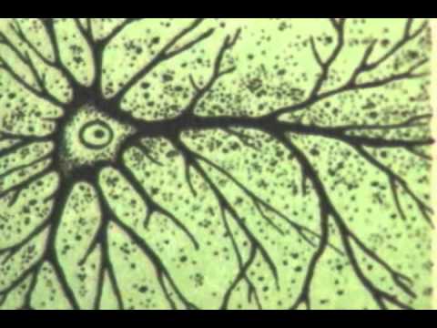 Material Educativo: Importancia del Microscopio