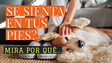 ¿Por qué los perros se sientan en el sitio de sus dueños?