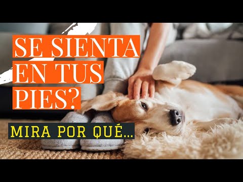 Video: ¿Por qué el estómago de mi cachorro está molesto?