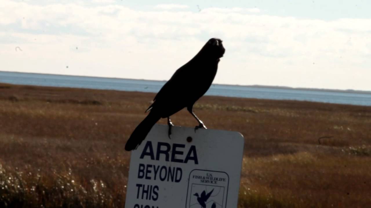 Boat Tailed Grackle Song 