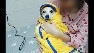 [Eng] This is what I do to bathe my dog when she doesn't want it!