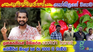 Nadagamkarayo මාලන්ගේ scotch bonnet  nayimiris  නයි මිරිස් වගාව  0776395088 Dilco plantation