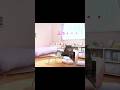 同棲カップルによくある悲劇part44 Cat Funny 猫ミーム