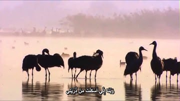 سورة ابراهيم (18- للنهايه) || تلاوه هادئه تريح القلب || مؤيد المزين
