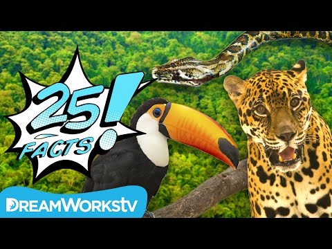 25 Facts About the AMAZON RAINFOREST | 25 FACTS