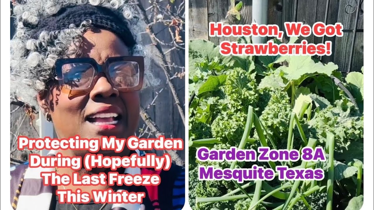 Protecting My Spring Garden During (Hopefully) The Last Freeze This Winter. Garden Zone 8A No. Texas