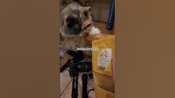 shes my catnip kitty #catnip #cutekitty #Cats #kittycats #haveitoldyoulatelythatiloveyou #kittyparty