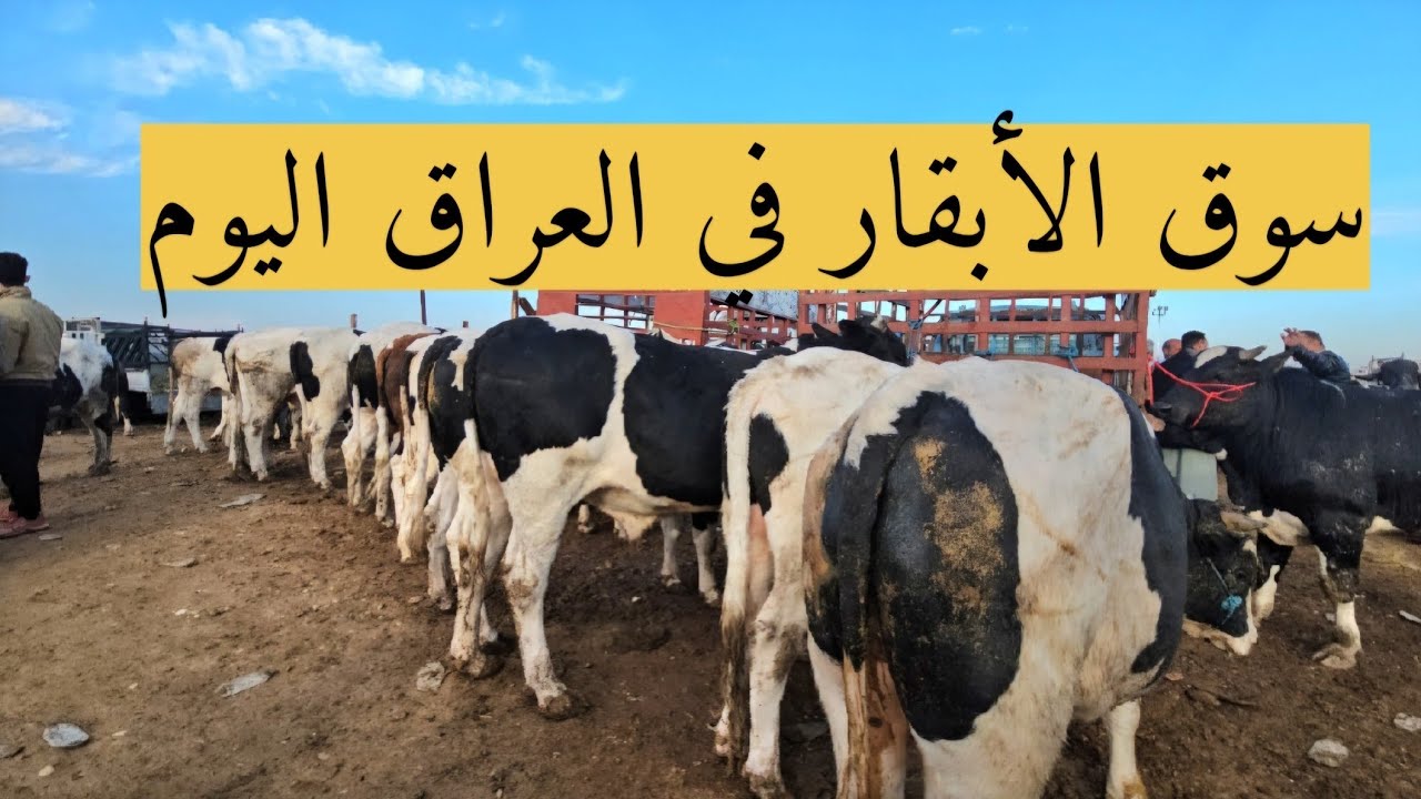 #سوق_الأبقار  في العراق سوق محافظة ديالى وسط العراق