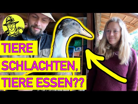 Video: Wolfsspinnen erkennen – wikiHow