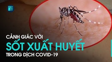 Tin tức 24h hôm nay: Cảnh giác với sốt xuất huyết trong dịch Covid-19 | VTC1