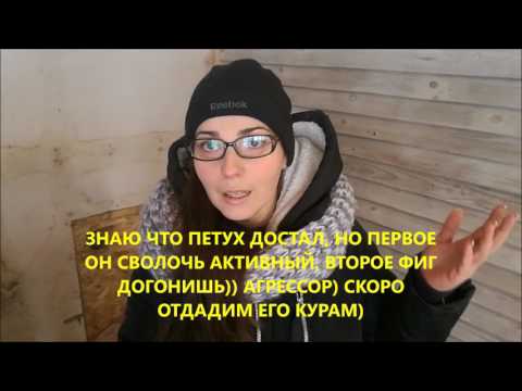 Как отобрать петуха на племя // Племенной петух Как отобрать петуха на племя // Племенной петух