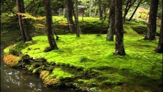 Happiness (Huan Qin) (High Definition)