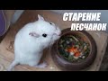 СТАРОСТЬ У ПЕСЧАНОК | КАК УХАЖИВАТЬ ЗА ПОЖИЛЫМИ ПЕСЧАНКАМИ