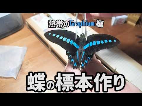 海外の蝶】アオスジアゲハの仲間を標本にした！ - YouTube