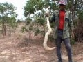 Catching puff adder for wildlife trade, Ghana