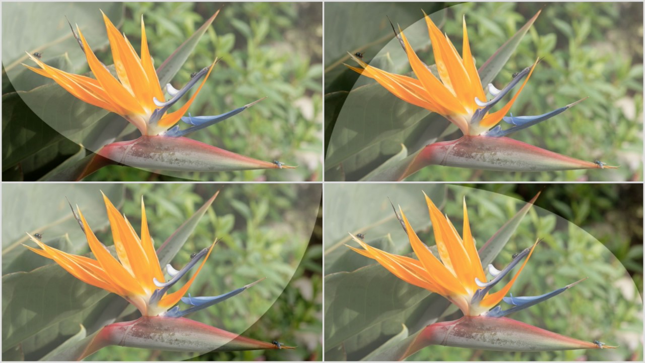 Fleur Oiseau Du Paradis Youtube