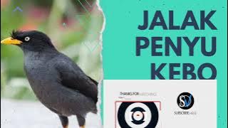 Kicau Burung Jalak Penyu masteran Jalak Kebo