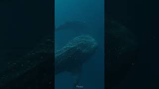 🎬 The Shark with a Thousand Names #whaleshark #shark #underwater #ocean