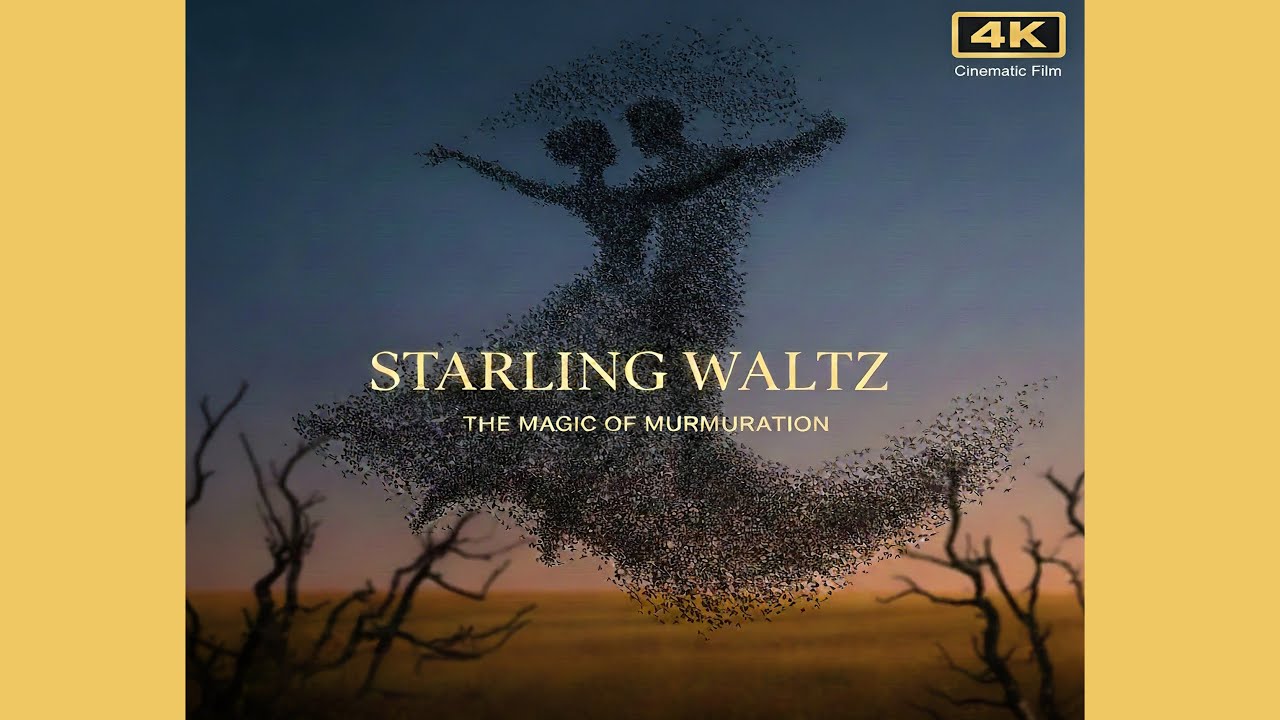 Вальс Шпаків — Waltz of the Starlings | Cinematic 4K