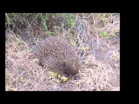 Video: Sniegputenis Kvīnslendā, Austrālijā