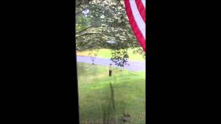 Dive Bombing Squirrel