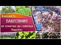 Павловния. От семечка до саженца. Подробно.