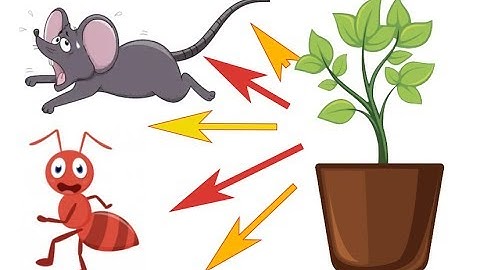 Keep these plants to get rid of ants, bedbugs, spiders, mice, and insects