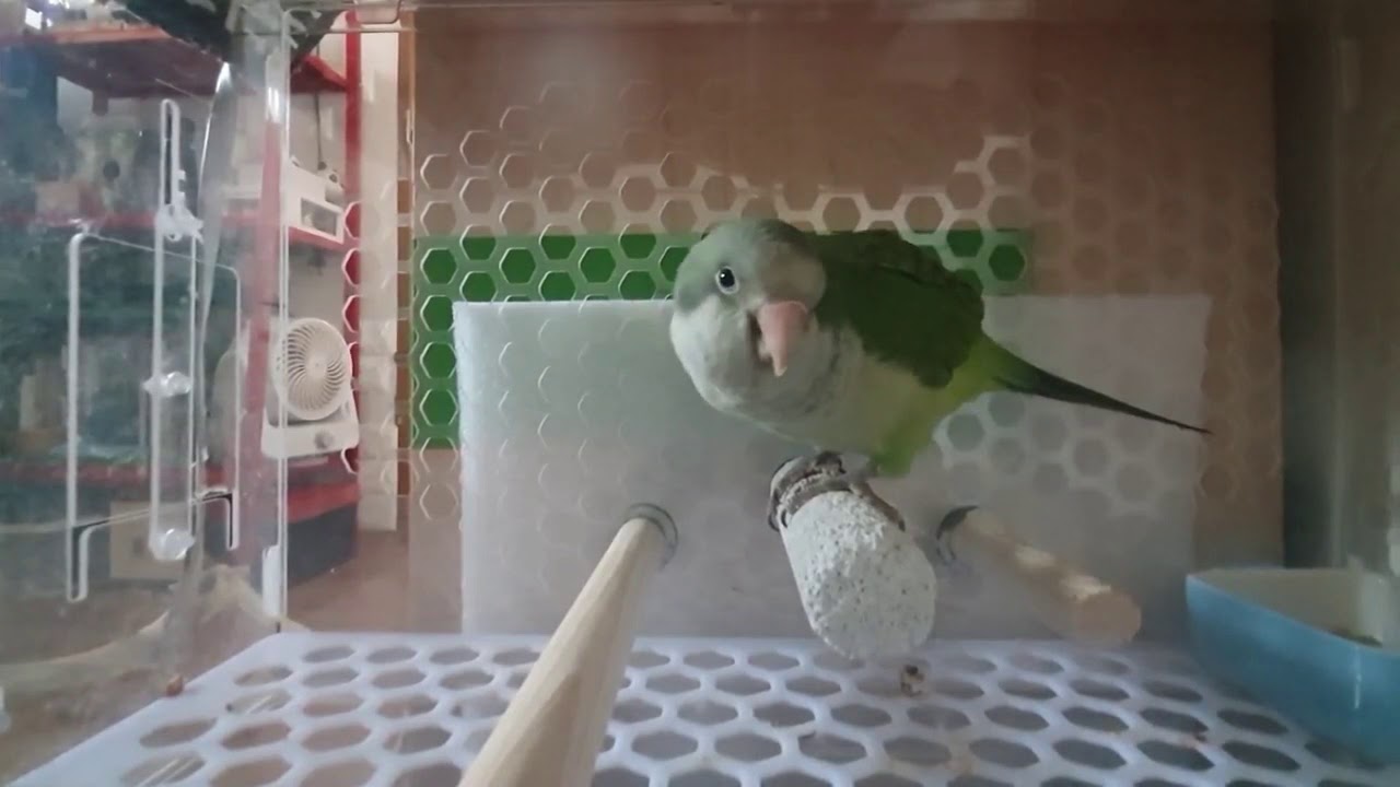 Quaker parrot breeding YouTube