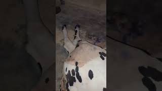 Karachi maweshi mandi fraud Qurbani janwar fraud alert Heavy injection Public awareness video