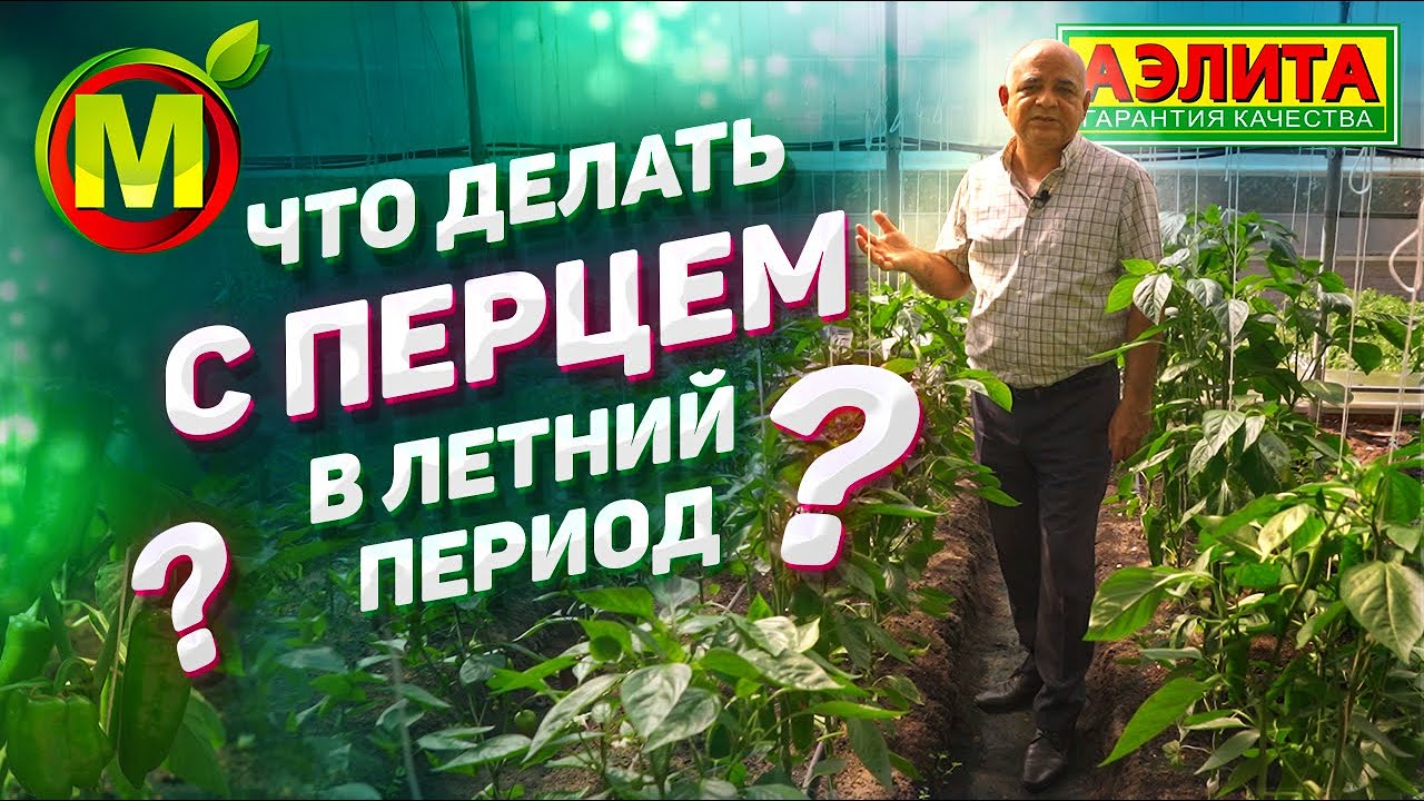 Уход за Перцем в Летние Месяцы. Секреты Успешного Выращивания Перца