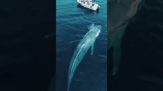 اكبر حوت?في العالم يغازل قاربا للسياح❤ - ..The largest whale?in the world flirting with a boat for