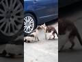 funny cats 😂 episode 268 #shorts