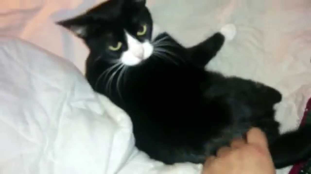 Happy Kitty Mean Kitty YouTube